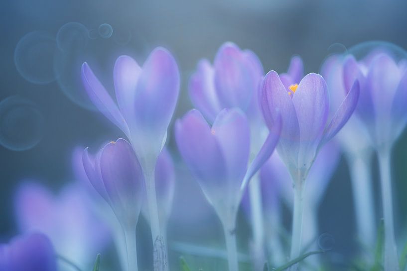 Krokusse II von Christa van Gend