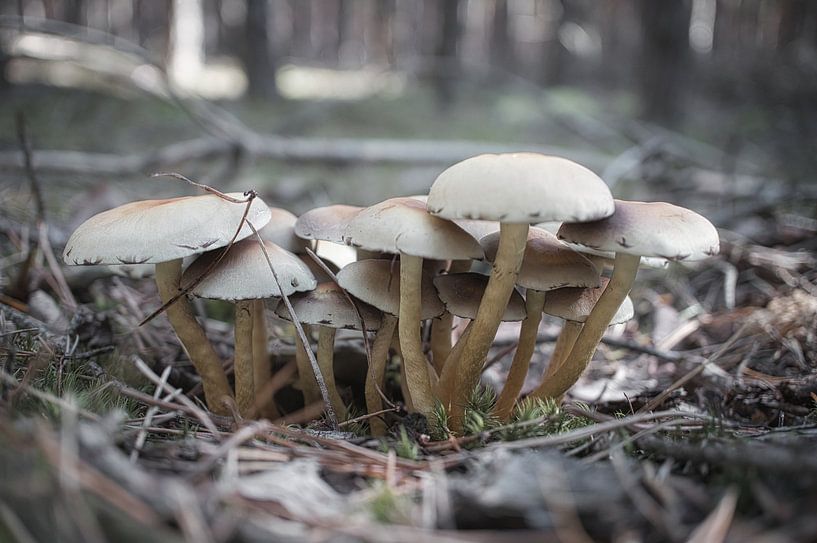 Delicate mushrooms filigree on the forest floor by Martin Köbsch