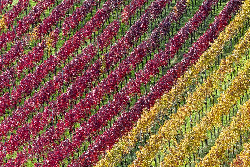Vineyards in autumn by Walter G. Allgöwer