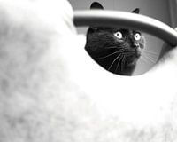 Schwarz-weiße Blicke