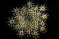 Common hogweed low key.