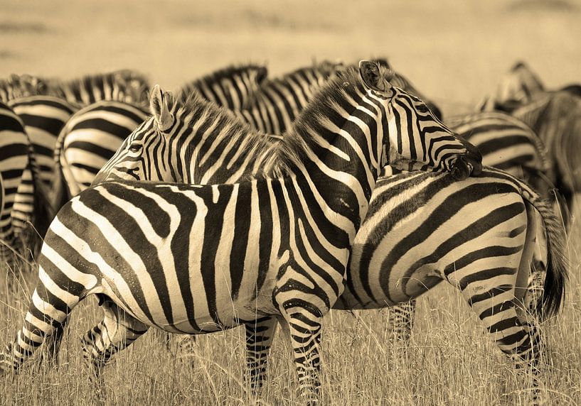 Zebra confusion by Roland Smeets