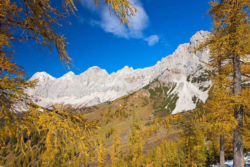 The Dachstein mountains in the larch window by Christa Kramer