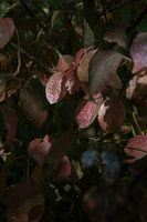 Rood gekleurde bladeren