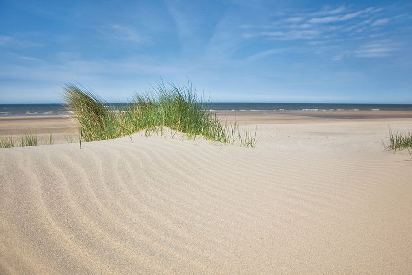 Gras am Strand, Egmond aan Zee (Niederlande). von Fotografie Egmond