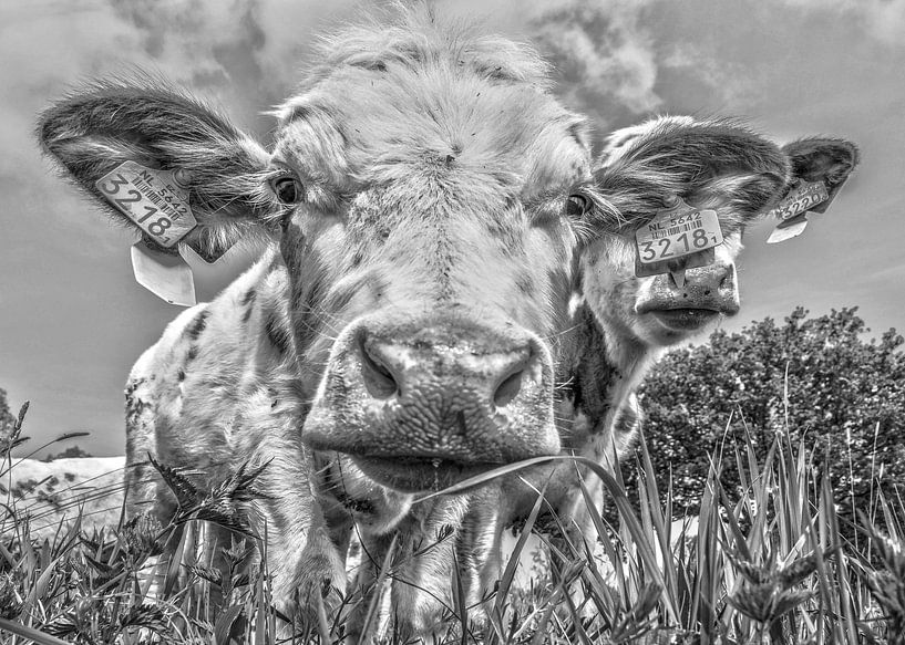 Kuh in schwarz und weiß von Ans Bastiaanssen