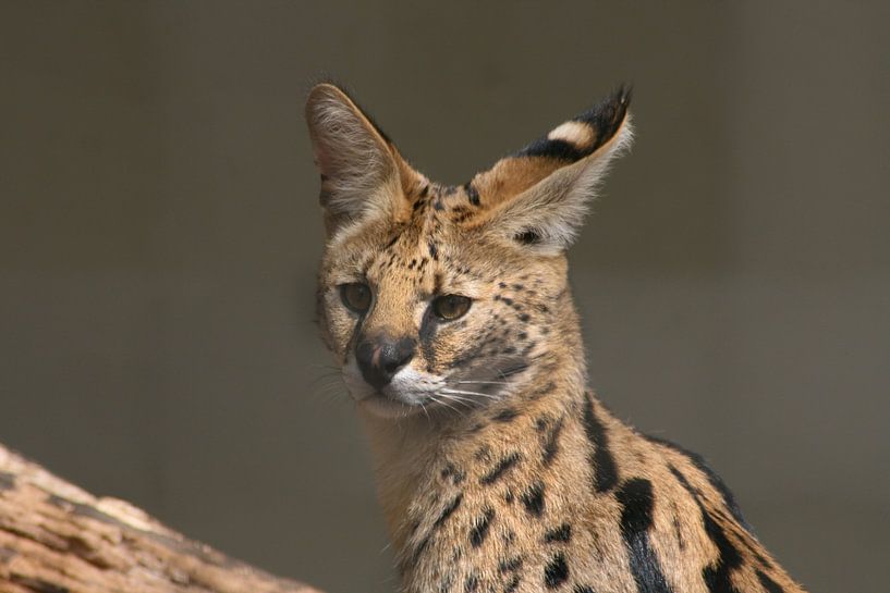 Serval (katzenartig) von shoott photography