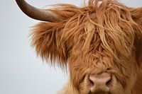 Schottischer Highlander Kopf Detail