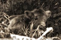 schottischer Highlander