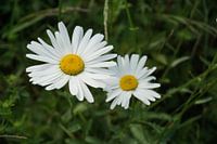 Gänseblümchen in voller Blüte