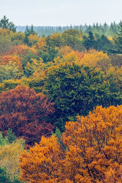 Herbstliche Farben von Renzo van den Akker