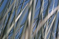gras duinen, helmgras, gras, marramgrass, das helmgras, Ammophila arenaria