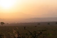 Flammes à l'horizon - La lumière du soir de Kidepo