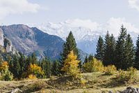 Berglandschaft mit Almwiesen und Bäumen in Herbstfarben