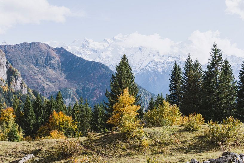Berglandschaft mit Almwiesen und Bäumen in Herbstfarben von Merlijn Arina Photography