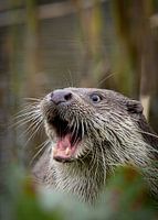 Unique funny portrait a laughing/shouting European Otter.