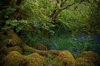 Fairy forest in Ireland 1