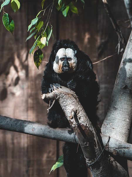 Der Blick des Weißkopfsakis von Jonathan Kemper