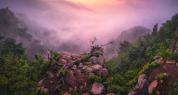 Nieuw leven van Tiger Seo