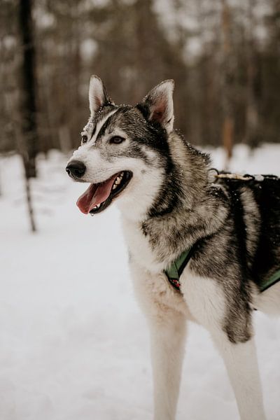 Chien husky en Laponie finlandaise (Finlande) par Christa Stories