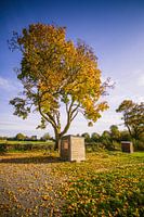 Warmer Herbstbaum in Frankreich