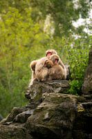 Embrace of mantle baboons