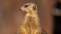 Portrait de suricate - Vigilance dans un environnement doux