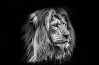 Animals | Lion