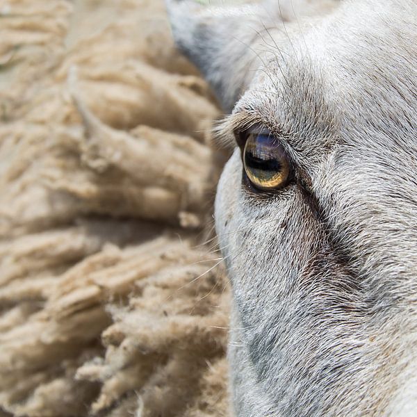 Auge in Auge von Cynthia Derksen