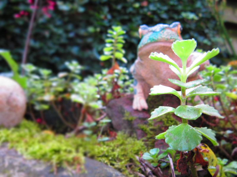 De kikker die als dier de tuin in kijkt op de vijver par Veluws