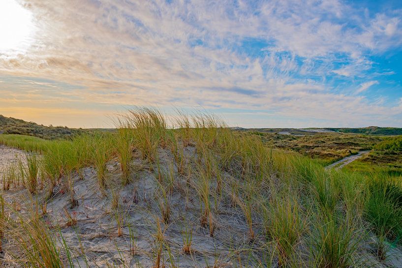 l'herbe à marrache sur la dune de Terschelling par Merijn Loch