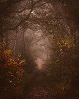 Malerischer dunkler Waldweg