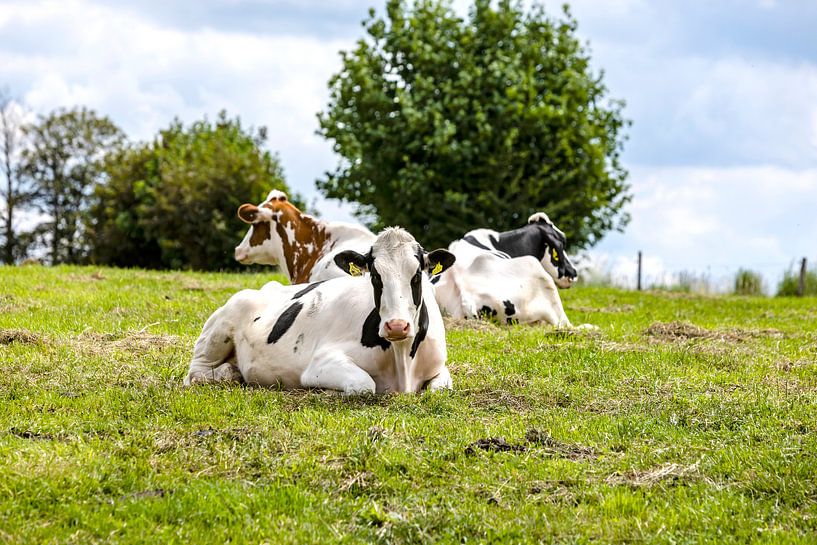 Glückliche Kühe von Harald Schottner