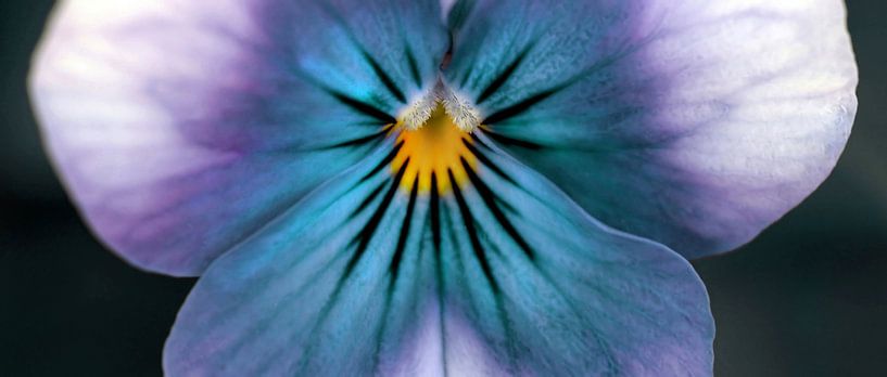 eternity by fantasina