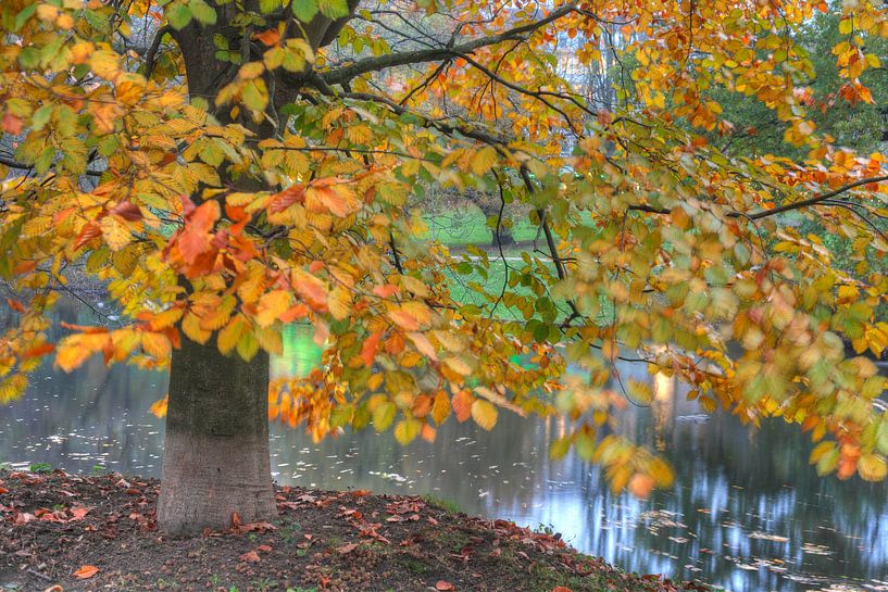 Un arbre en automne par Torsten Krüger