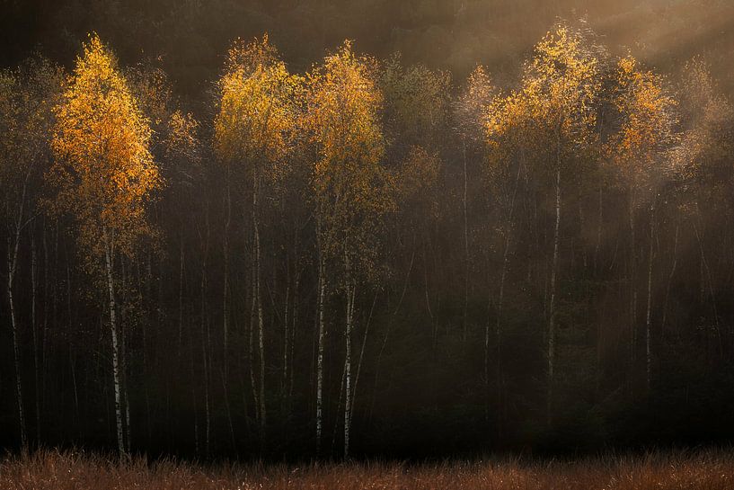 Ambiance d'automne avec les bouleaux par Ton Drijfhamer
