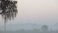 Birke im Morgennebel