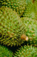 Royal fruit: Close-up of a durian
