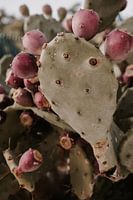 cactus Opuntia