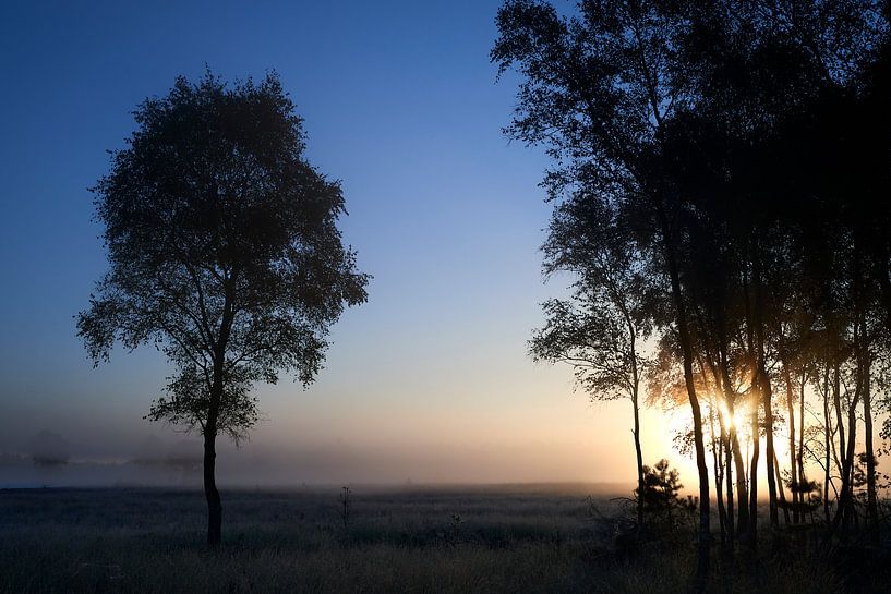Sunrise illuminates the forest on the Noorderheide by Jenco van Zalk