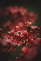 Red flowering dogwood