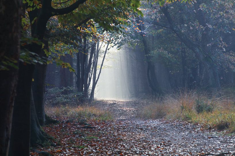 path in autumn misty forest between trees by Olha Rohulya