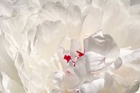 Pivoine blanche Closeup 02 | Image