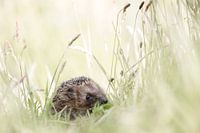 Egel tussen hoog gras