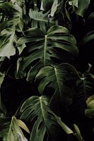 Monstera