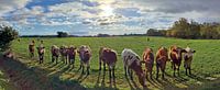 Panorama of cows on a pasture at sunset
