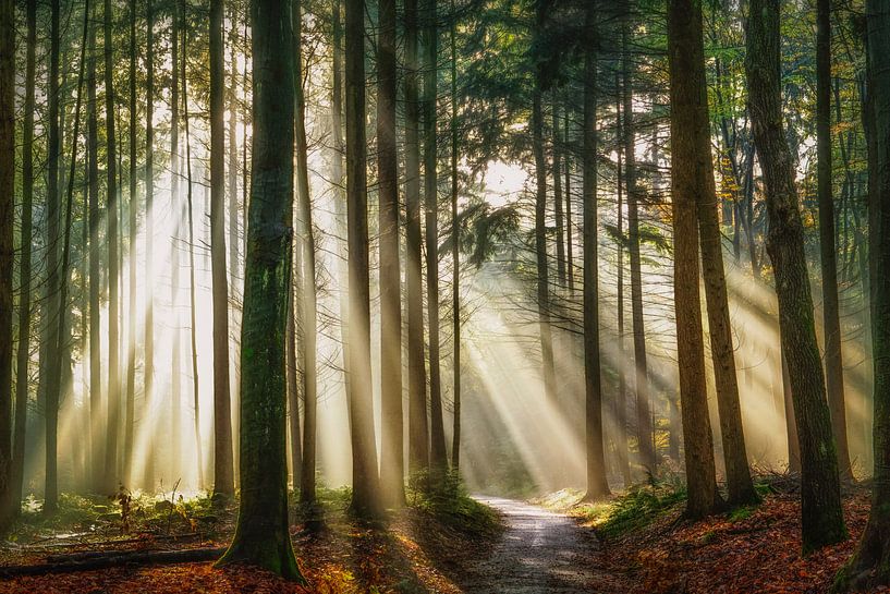 Ein Seufzer der Glückseligkeit von Lars van de Goor
