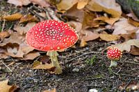 Fliegenpilz (Amanita muscaria) rot mit weißen Punkten