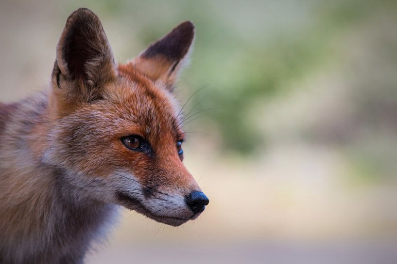 Renard curieux par Yvonne van Leeuwen
