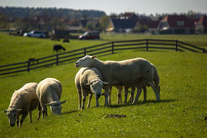Schapen op de dijk van Terschelling par Marlin van der Veen